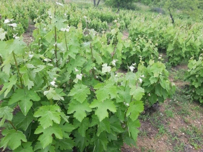 Vinograd