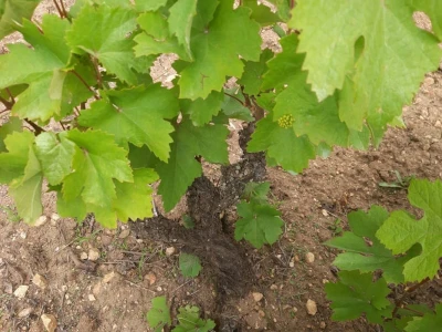 Vinograd