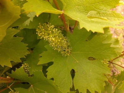 Vinograd