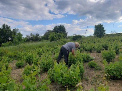 Vinograd