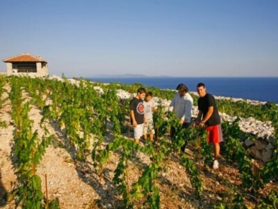 Frano Milina sa sinovima u vinogradu