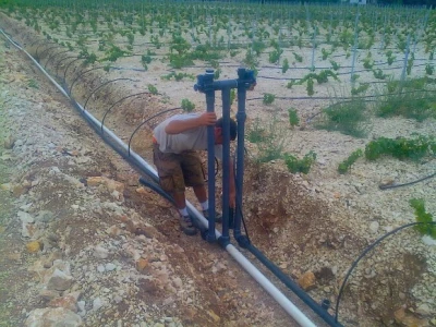 Vinogradi na području Jadrtovca, 60 ha