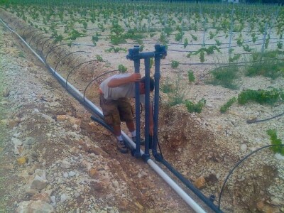 Vinogradi na području Jadrtovca, 60 ha