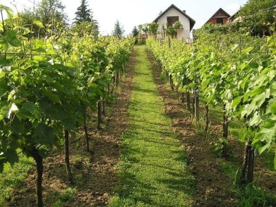 Vinograd obitelji Zlatar