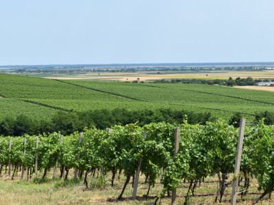 Vinograd Karnačko brdo - Banovo brdo