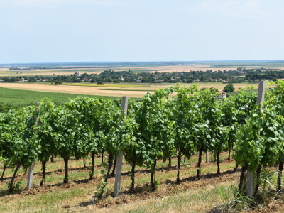 Vinograd Karnačko brdo - Banovo brdo