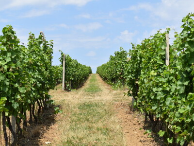 Vinograd Karnačko brdo - Banovo brdo