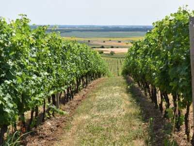 Vinograd Karnačko brdo - Banovo brdo