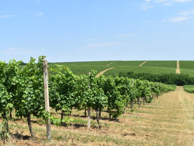 Vinograd Karnačko brdo - Banovo brdo