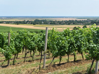 Vinograd Karnačko brdo - Banovo brdo