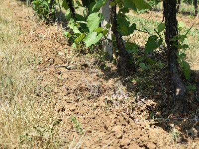 Vinograd Karnačko brdo - Banovo brdo