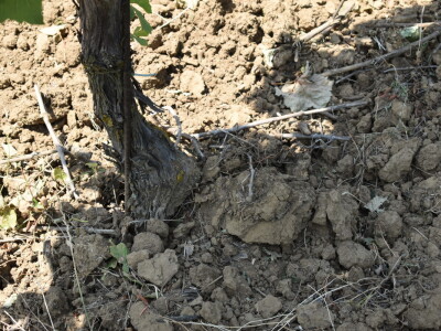 Vinograd Karnačko brdo - Banovo brdo