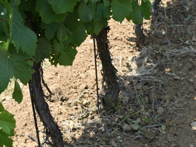 Vinograd Karnačko brdo - Banovo brdo