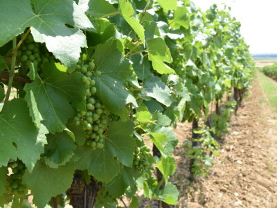 Vinograd Karnačko brdo - Banovo brdo