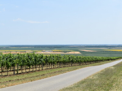 Vinograd Karnačko brdo - Banovo brdo