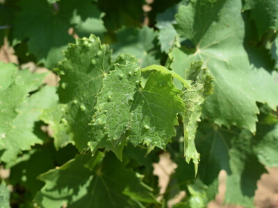 Vinograd Karnačko brdo - Banovo brdo