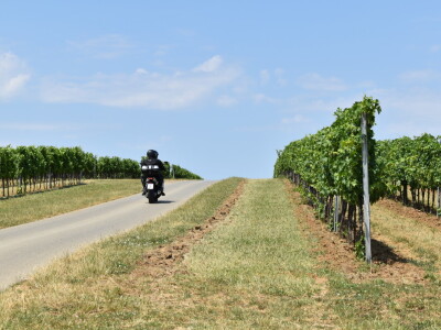 Vinograd Karnačko brdo - Banovo brdo