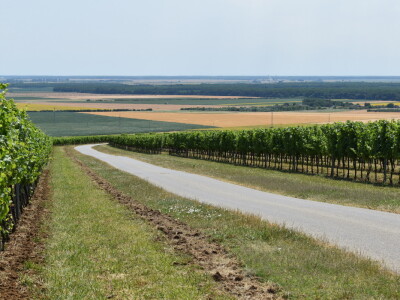 Vinograd Karnačko brdo - Banovo brdo