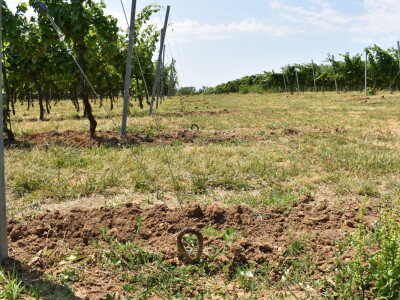 Vinograd Karnačko brdo - Banovo brdo