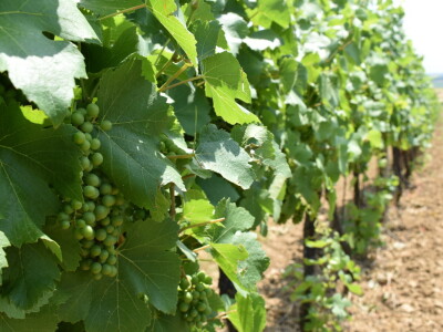 Vinograd Karnačko brdo - Banovo brdo