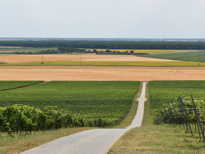Vinograd Karnačko brdo - Banovo brdo
