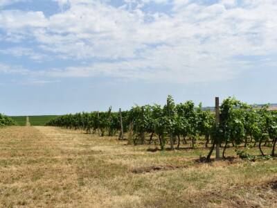 Vinograd Karnačko brdo - Banovo brdo