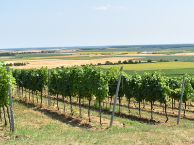 Vinograd Karnačko brdo - Banovo brdo