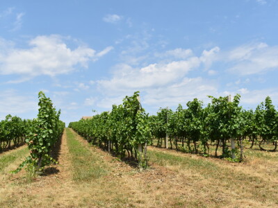 Vinograd Karnačko brdo - Banovo brdo