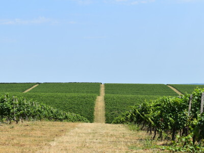 Vinograd Karnačko brdo - Banovo brdo