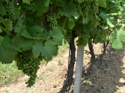 Vinograd Karnačko brdo - Banovo brdo