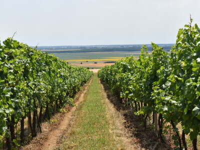 Vinograd Karnačko brdo - Banovo brdo