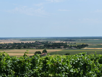 Vinograd Karnačko brdo - Banovo brdo