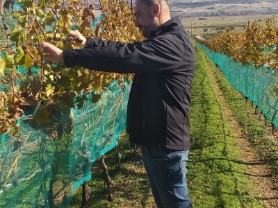 Vinograd "Knebu" na 900 mnv u Tomislavgradu