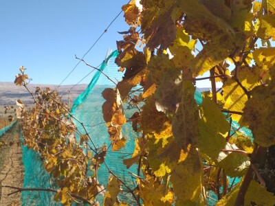 Vinograd "Knebu" na 900 mnv u Tomislavgradu