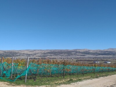 Vinograd "Knebu" na 900 mnv u Tomislavgradu