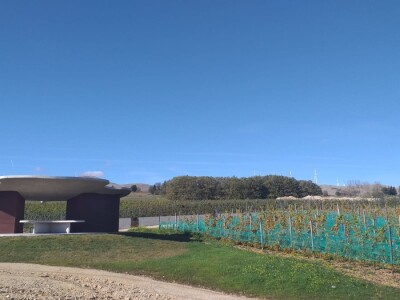 Vinograd "Knebu" na 900 mnv u Tomislavgradu