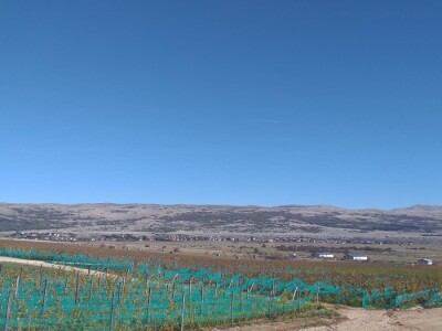 Vinograd "Knebu" na 900 mnv u Tomislavgradu