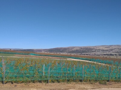 Vinograd "Knebu" na 900 mnv u Tomislavgradu