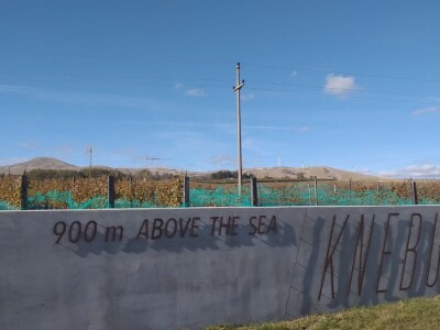 Vinograd "Knebu" na 900 mnv u Tomislavgradu