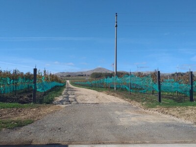 Vinograd "Knebu" na 900 mnv u Tomislavgradu