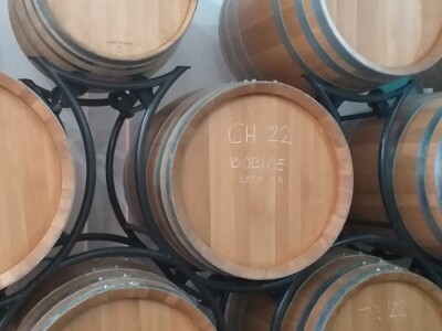 Vinograd "Knebu" na 900 mnv u Tomislavgradu