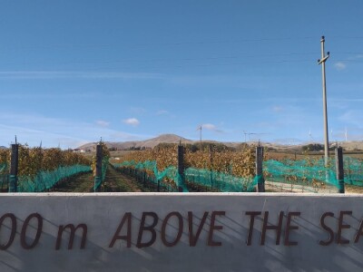 Vinograd "Knebu" na 900 mnv u Tomislavgradu