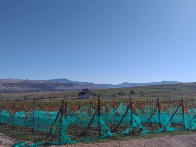 Vinograd "Knebu" na 900 mnv u Tomislavgradu