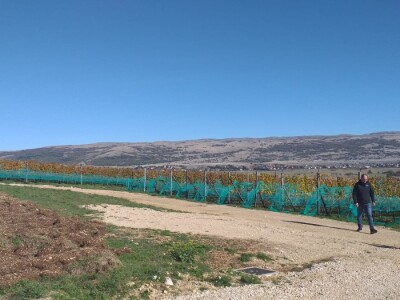 Vinograd "Knebu" na 900 mnv u Tomislavgradu