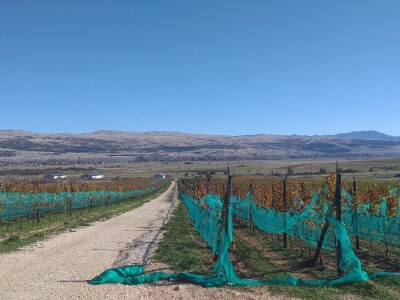 Vinograd "Knebu" na 900 mnv u Tomislavgradu