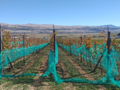 Vinograd "Knebu" na 900 mnv u Tomislavgradu