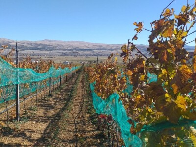 Vinograd "Knebu" na 900 mnv u Tomislavgradu