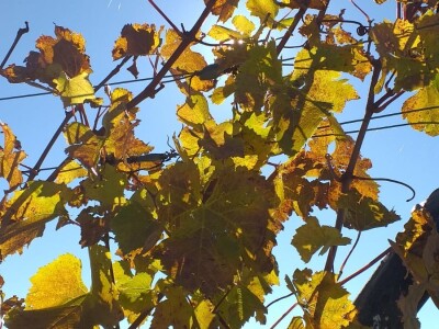 Vinograd "Knebu" na 900 mnv u Tomislavgradu