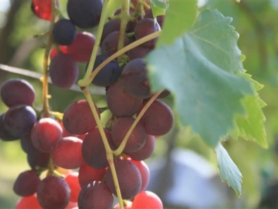 Vinograd