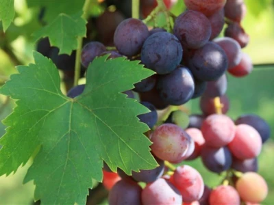 Vinograd